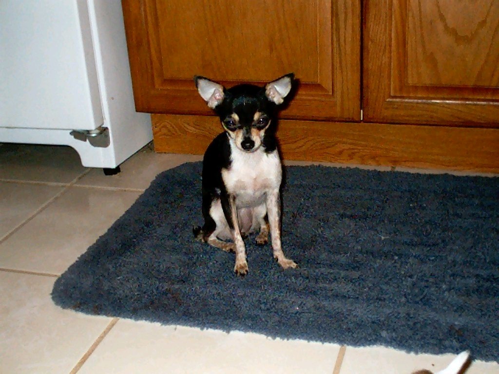 blk-tan-whtchi.jpg