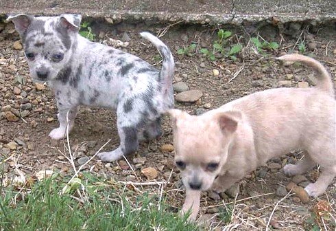 Fawn+merle+chihuahua